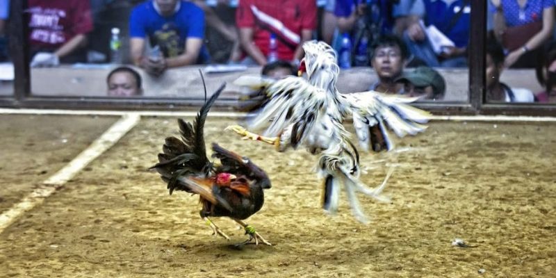 1179king qq88 bắn cá