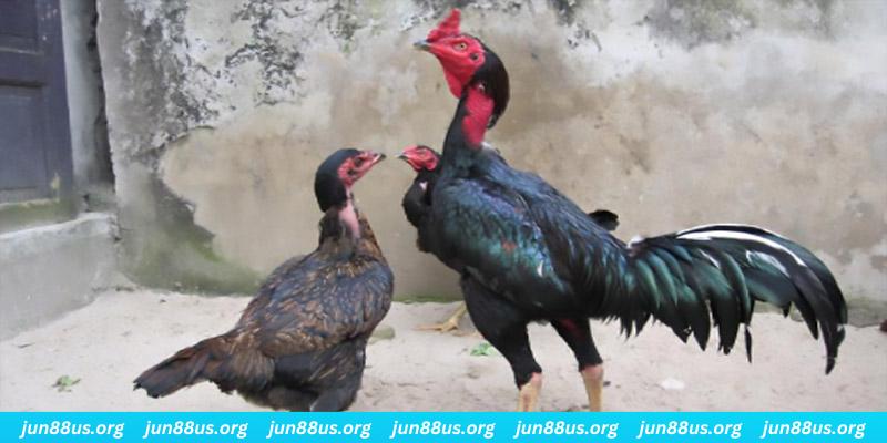 1179king casino hồ tràm có cho người việt vào không